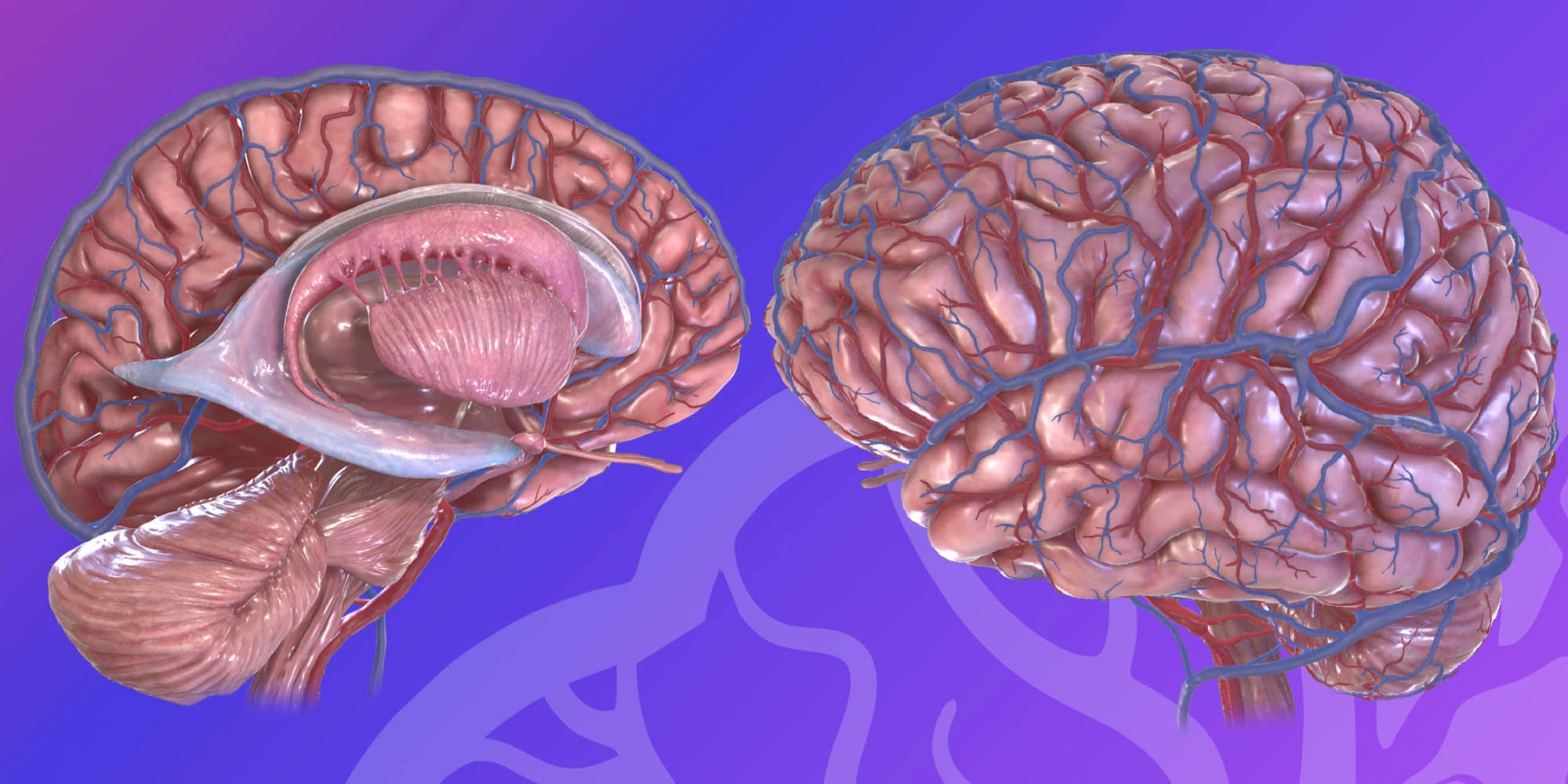 HEAD & NECK_ Brain (Full Anatomy) image